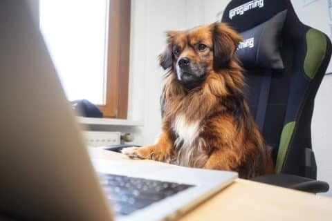 Bürohunde – 4 gute Gründe für Vierbeiner in der Agentur